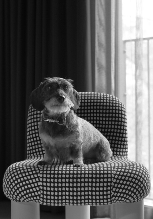 Black and white photo of a small dog