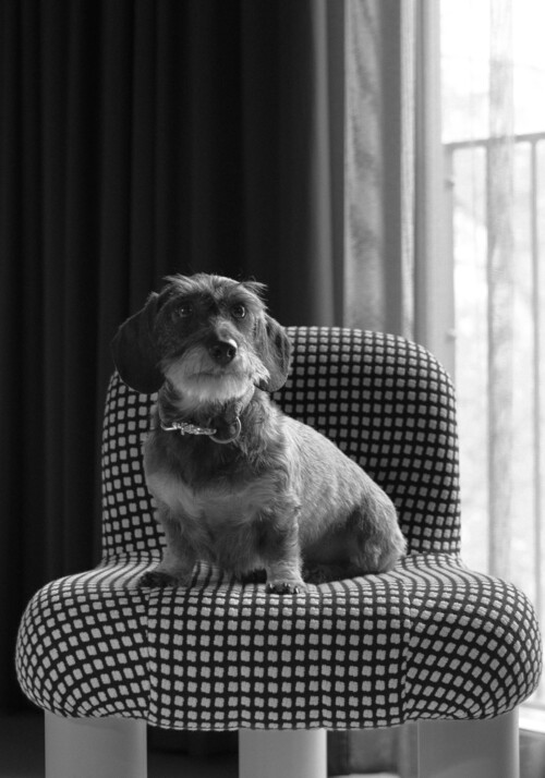 Schwarz wei&szlig; Aufnahme von einem Hund auf dem Sessel